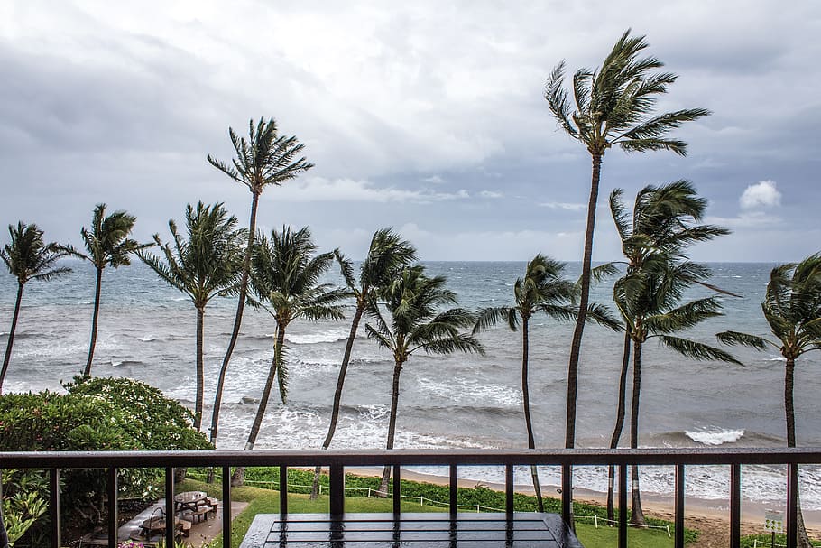 palms, tropical storm, storm, sea, blown, grey, water, tree, sky, cloud - sky