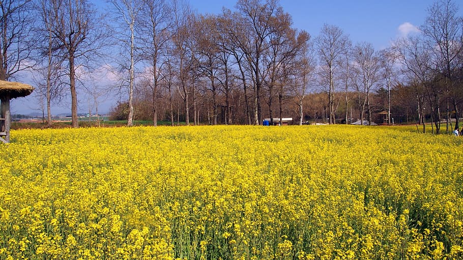 Klitschko, whether or not, k, yellow, agriculture, oilseed rape, crop, field, rural scene, plant