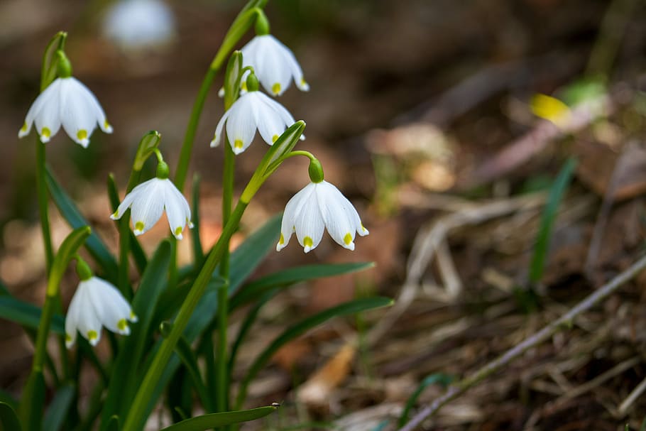 selective, focus photography, white, snowdrop flower, flower, snowdrop, nature, plant, harbinger of spring, bloom