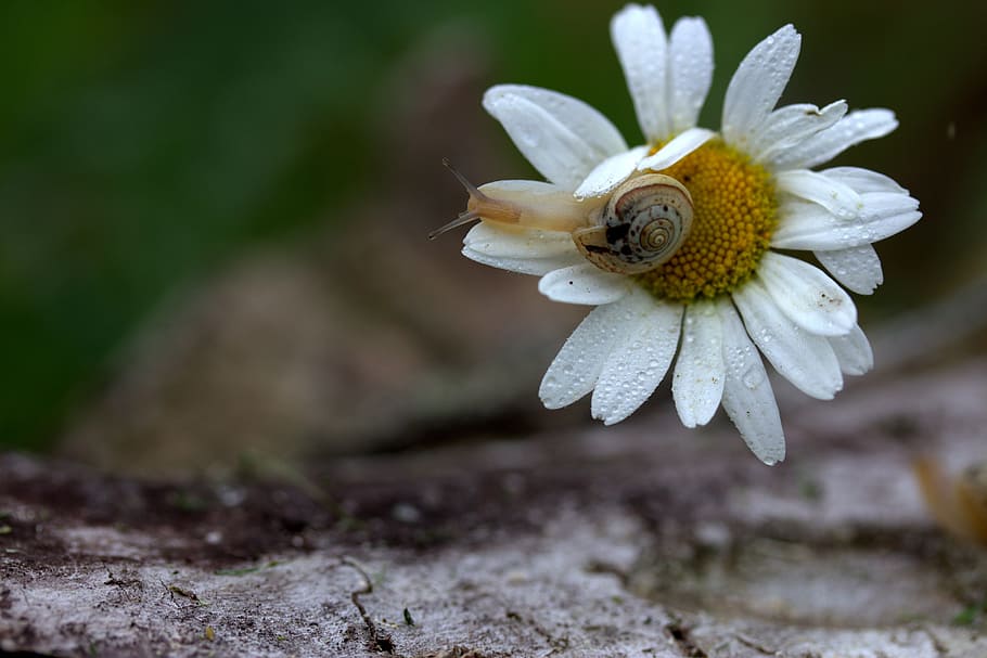 snail, shell, horns, my saturday, flower, plant, flowering plant, freshness, beauty in nature, vulnerability