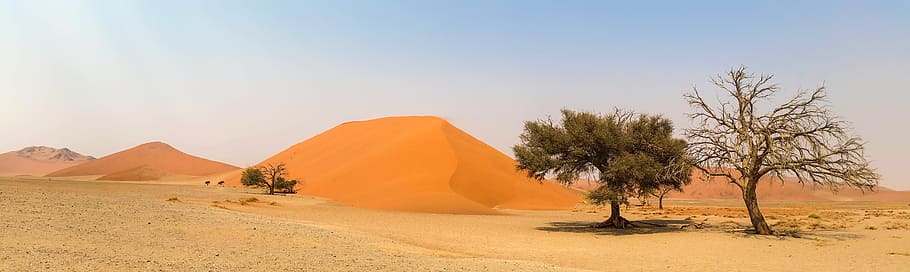 foto, verde, árboles, desierto, durante el día, África, Namibia, paisaje, desierto de Namib, dunas