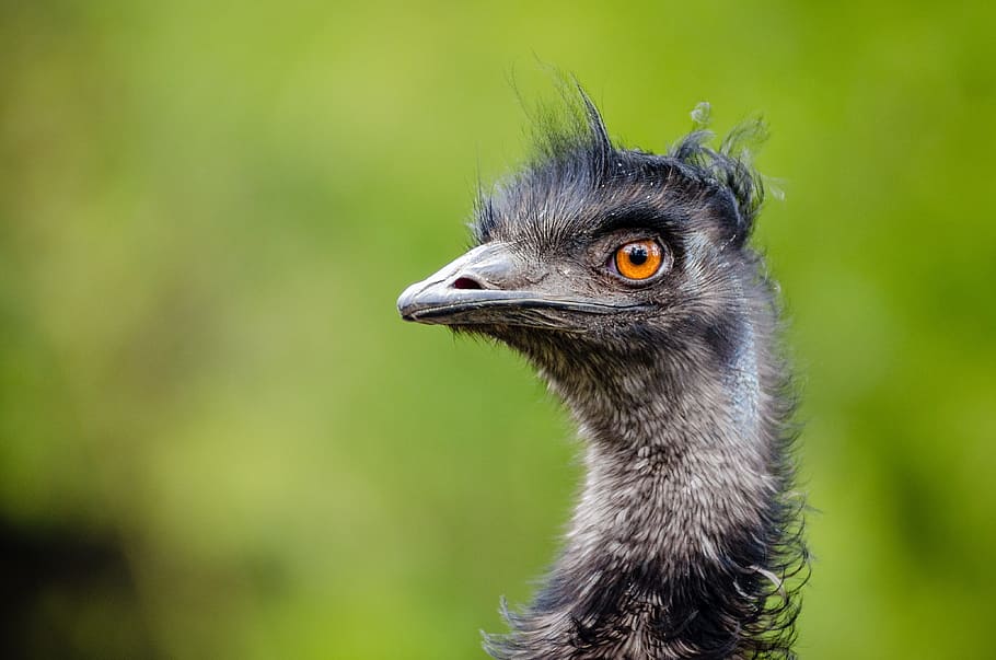 selective, focus photo, gray, ostrich, emu, bird, emu australia, dromaiidae, big size, feathers