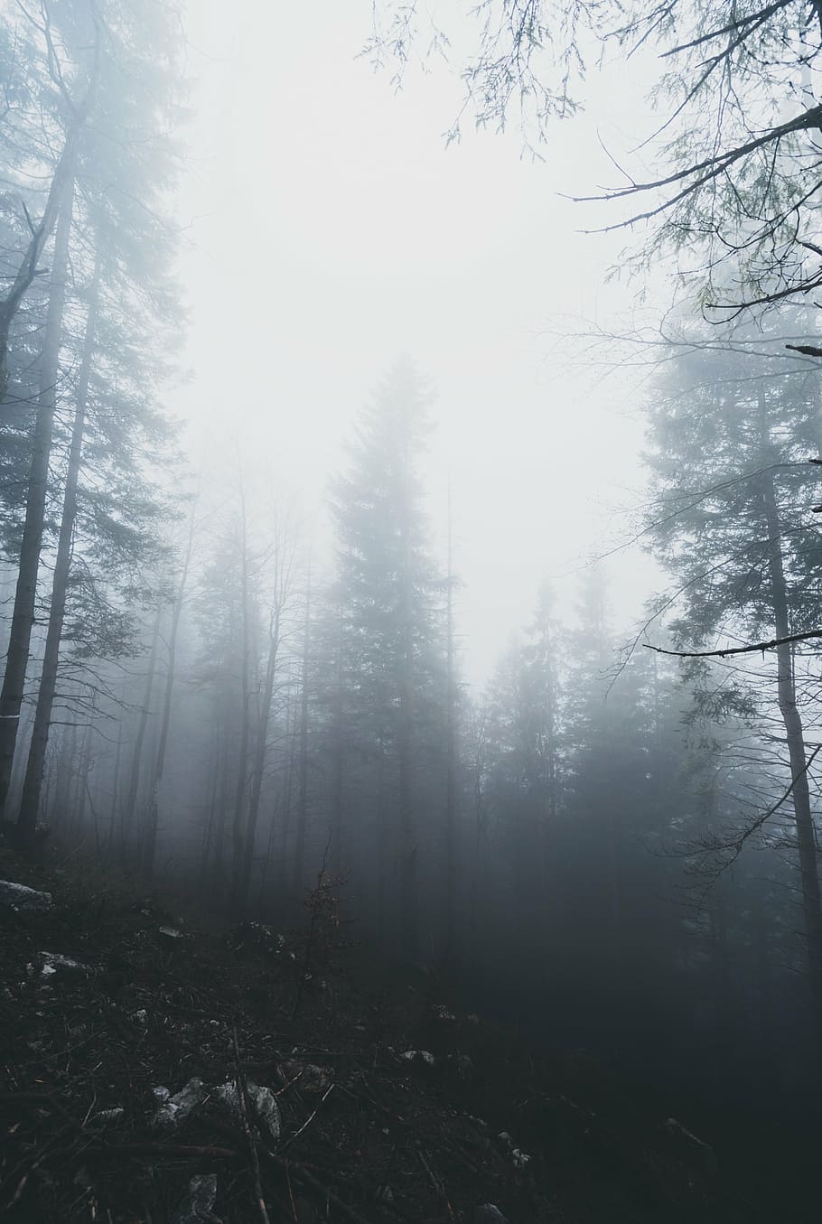 forest, fogs, woods, mountain, trees, plants, foggy, landscape, nature, outdoor
