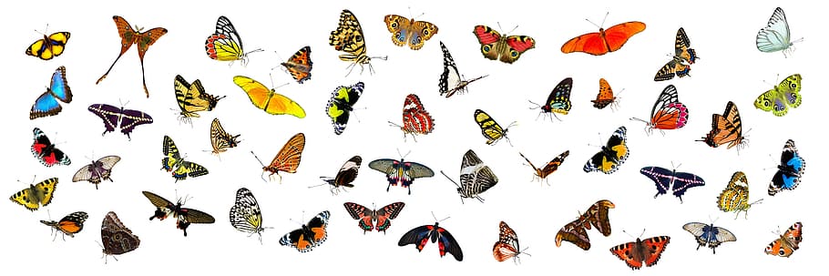 雑色蝶ロット, 動物, 蝶, 昆虫, 翼, フライ, フラッター, 分離, カラフル, バナー
