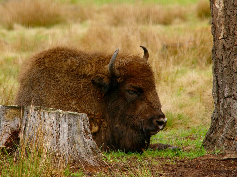 bison, vacation, dream, animal, the horn of africa, calm, parnokopytnyj, lies, redhead, one animal