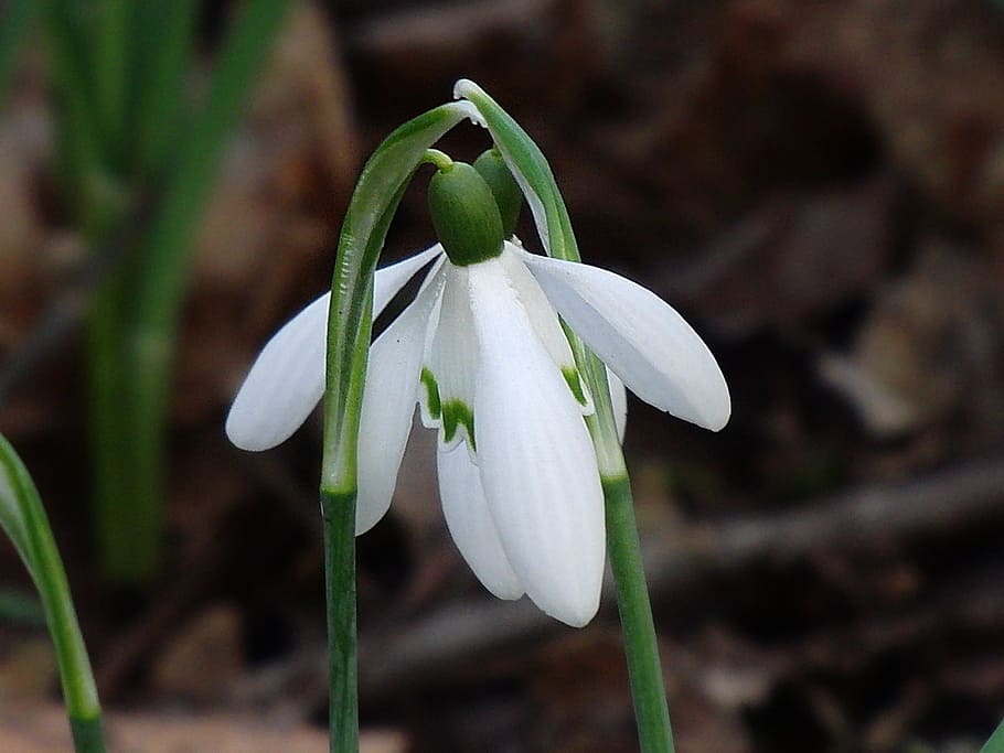 Snowdrop, naturaleza, afecto, amor, primavera, flor, blanco, despertar la primavera, snowdrop spring, flor blanca