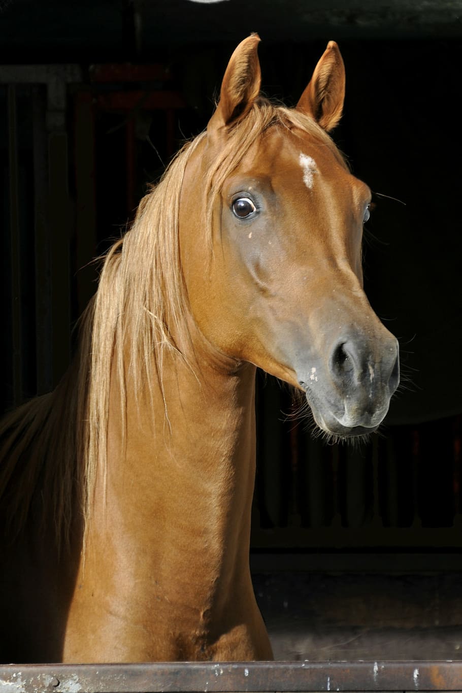 foto do cavalo marrom, cavalo, puro sangue árabe, barraca, atenção, retrato, árabes, garanhão cabeça, marrom, juba