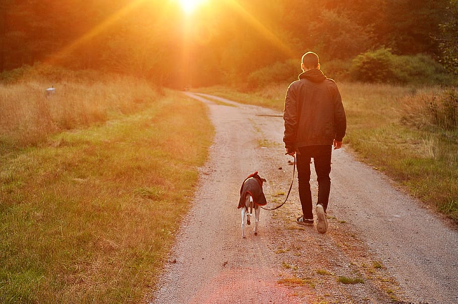 man, black, jacket, holding, dog leash, walking, grass field, sunset, dog, owner