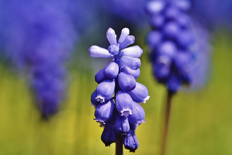 jacinto, azul, flor de primavera, flor pontiaguda, planta de jardim, flor, jardim, natureza, flora, planta