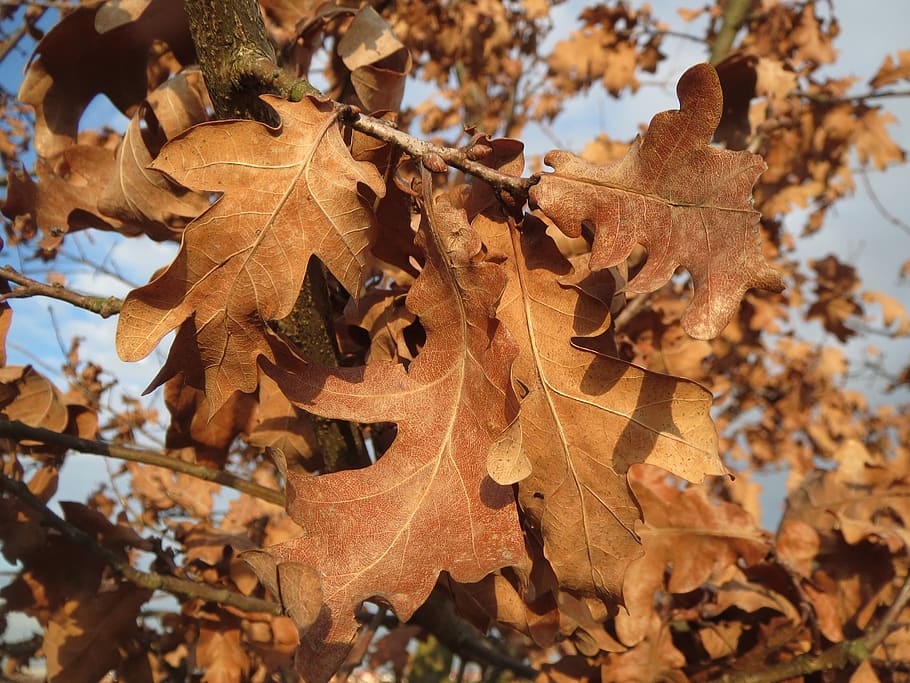 quercus robur, english oak, pedunculate oak, french oak, leaves, withered, faded, autumn, flora, botany