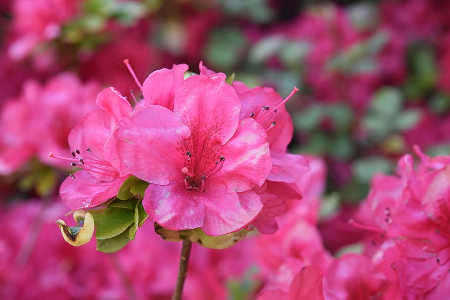 flor, rododendro flor, color rosa fucsia, plantas, flor bonita, primavera, naturaleza, jardín, realización, romántico
