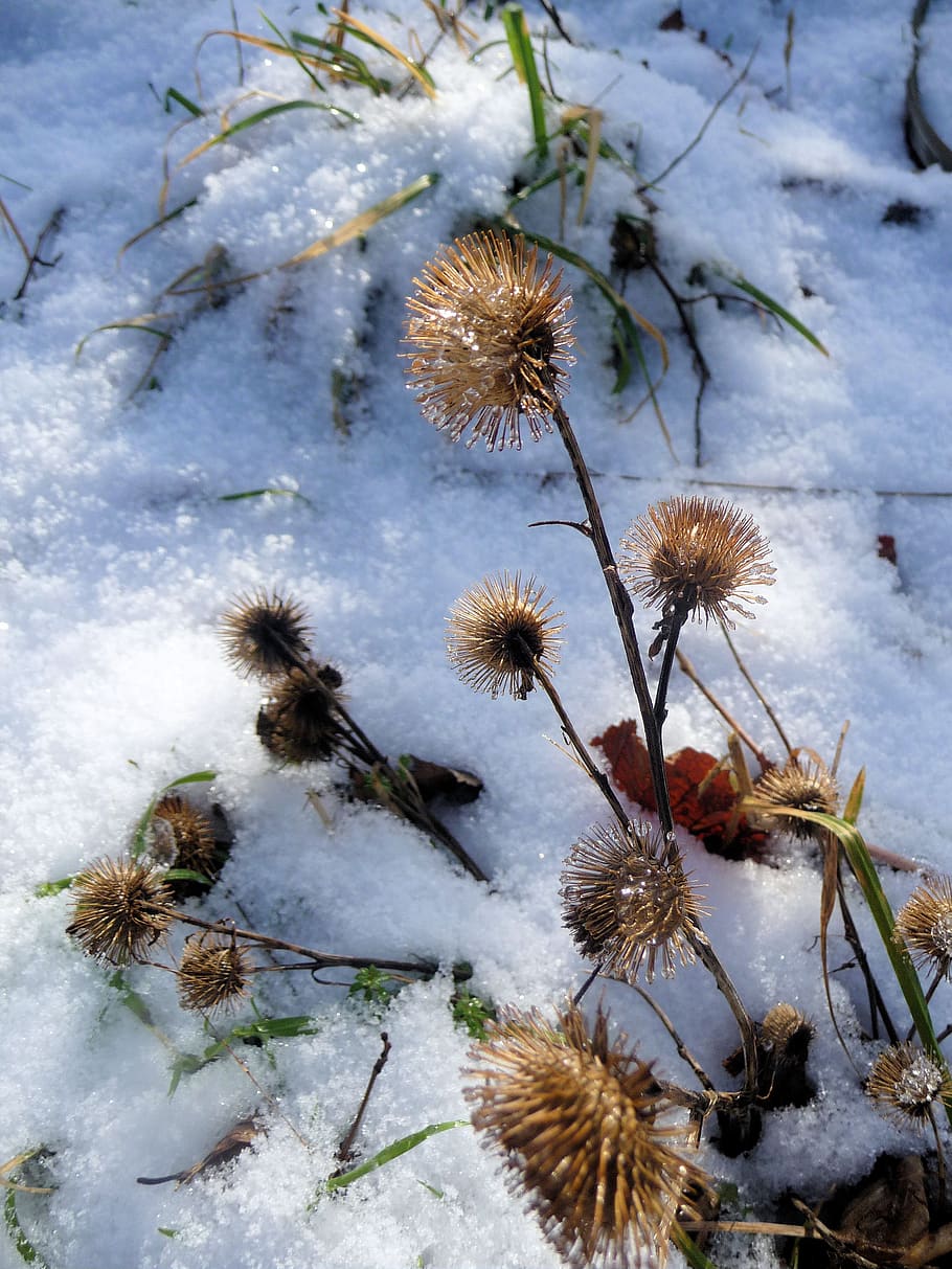 winter, snow, wintry, white, cold, light, snowy, snow magic, cold temperature, plant
