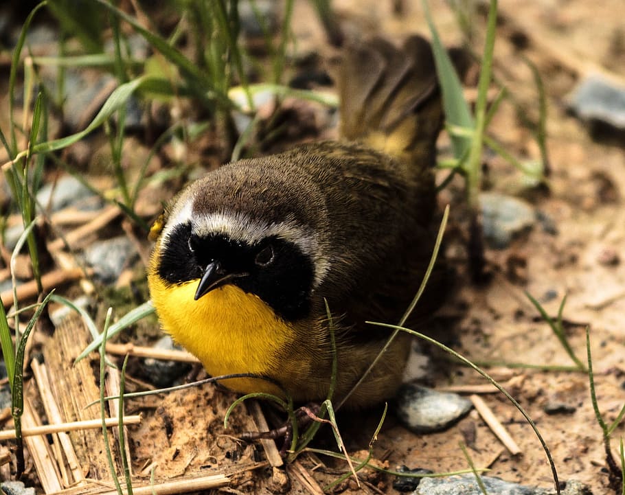 brown, bird macro shot, common yellowthroat male, songbird, warbler, geothlypis trichas, black mask, north american bird, small bird, wildlife