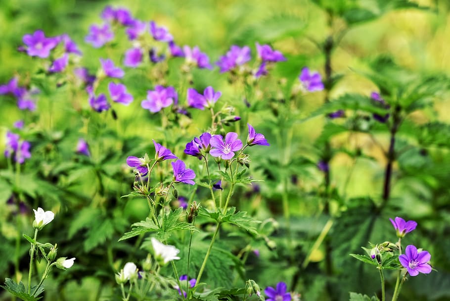 macro photography, purple, flowers, cranesbill, flower, plant, blossom, geraniaceae, herb-robert, red robin