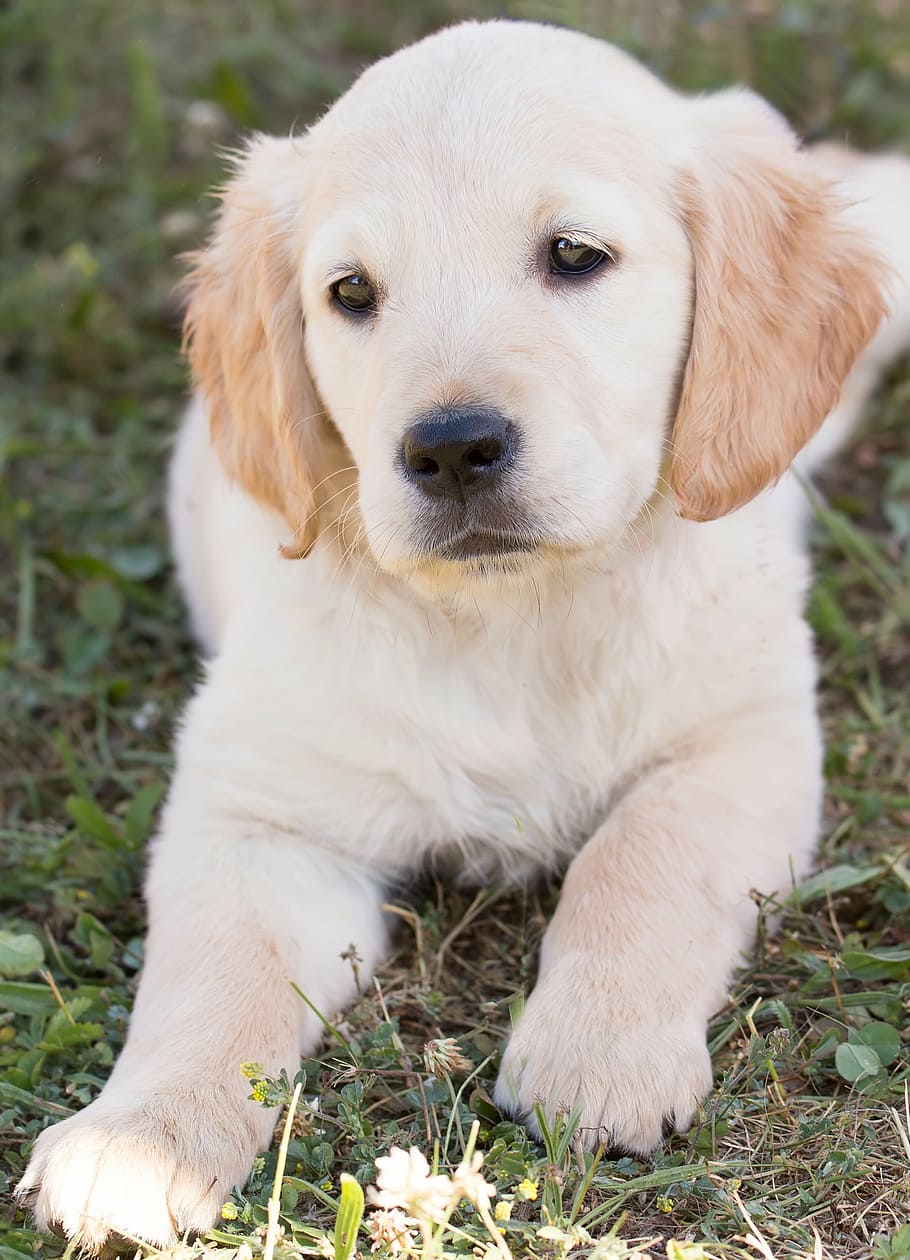 yellow, labrador retriever puppy, lying, green, grass field, dog, puppy, golden retriever, hundeportrait, young
