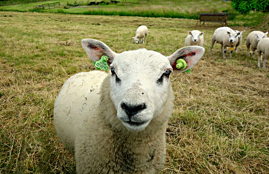 sheep, animal, farm animal, wool, sheep milk, sheep cheese, ear tags, shearing, woollen clothing, livestock