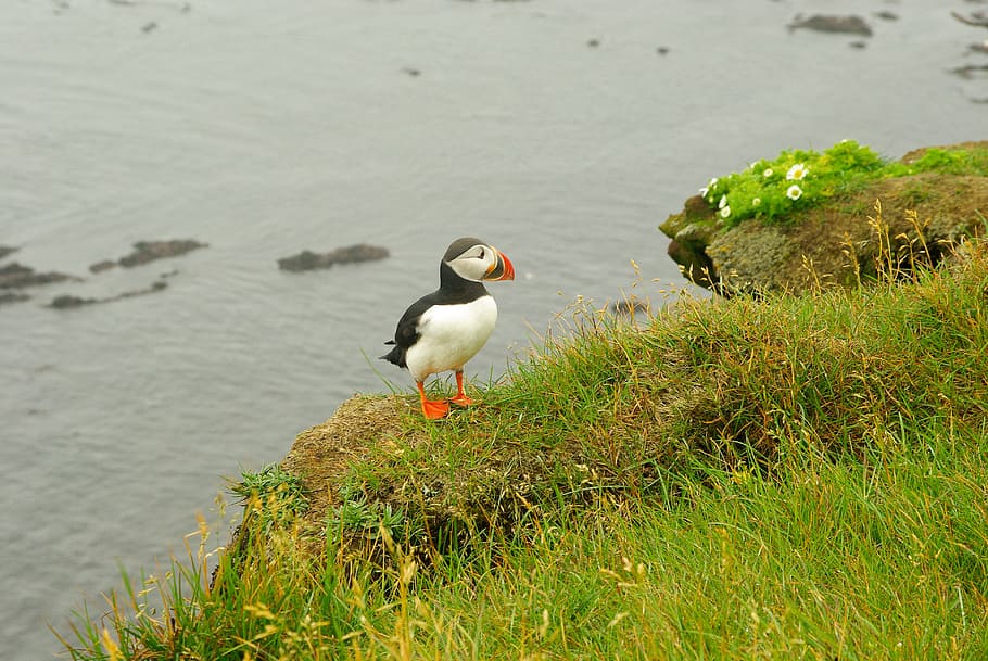 Iceland, Puffin, Birds, cliff, bird, nature, animal, water, wildlife, animals And Pets