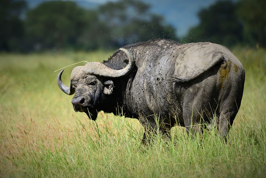 buffalo, africa, cape, safari, wildlife, nature, savannah, animal, mammal, wild