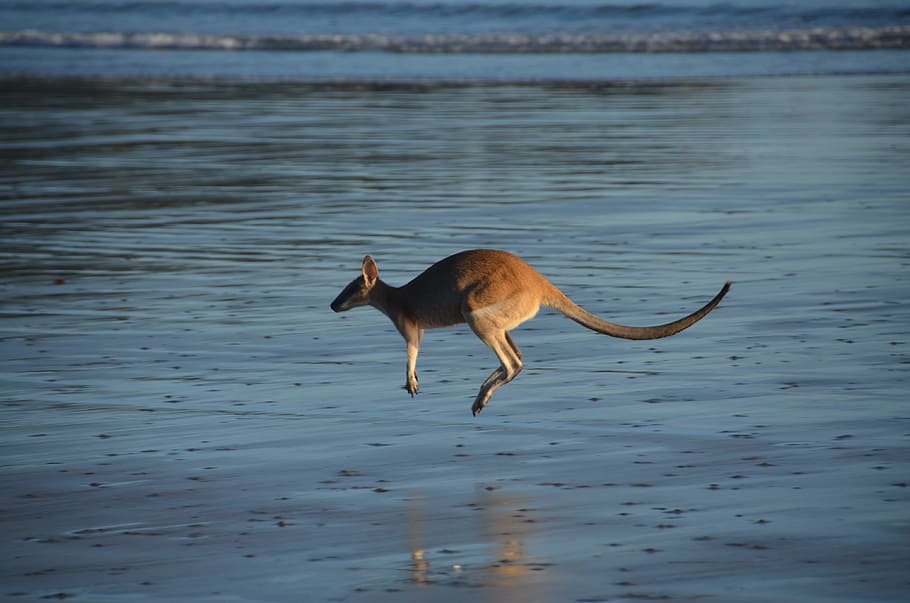 melompat kanguru, kanguru, berkantung, air, melompat, elastis, hewan, tema hewan, satu hewan, satwa liar