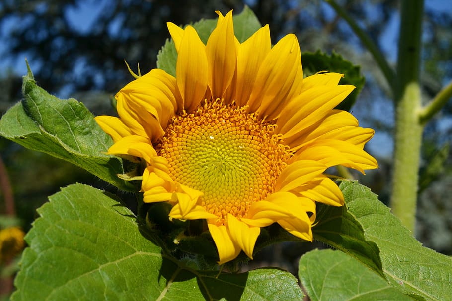 sun flower, dewdrop, helianthus annuus, yellow flower, flower, yellow, asteraceae, garden, flowering plant, plant