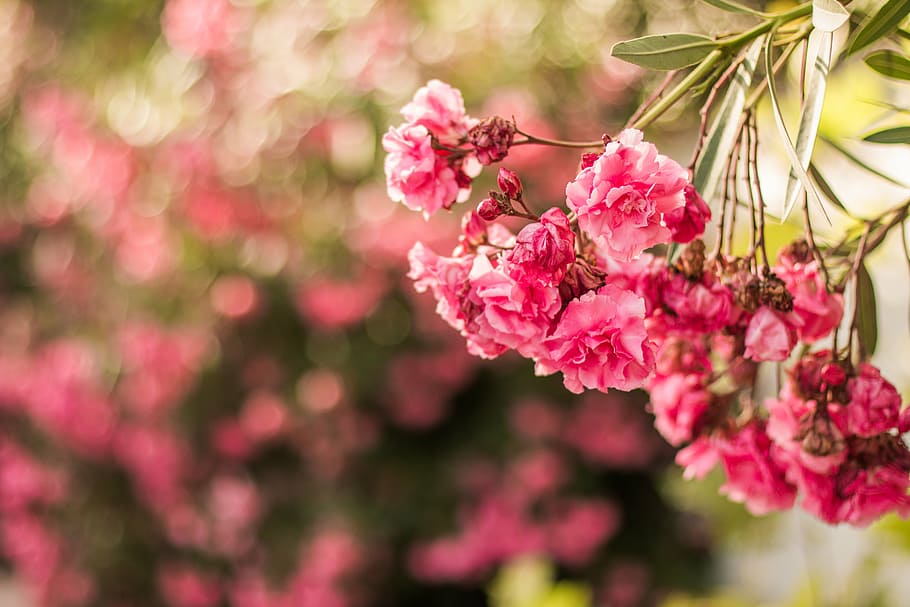 close-up photo, pink, petaled flowers, flower, bokeh, garden, nature, field, outdoor, pink color