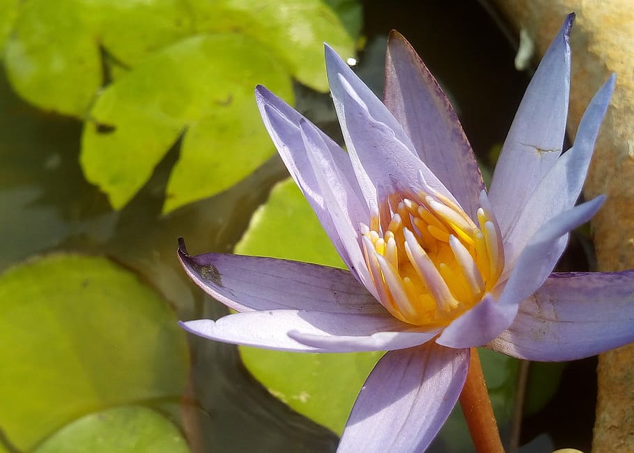 lotus leaf, lotus, water plants, flowers, lotus lake, purple lotus, lotus basin, water, flower, nature