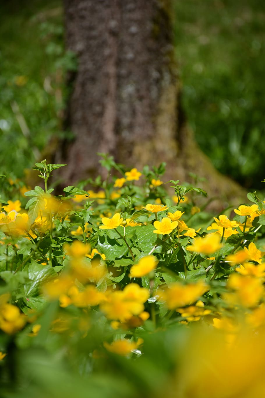 flor amarilla, bosque, vegetación, verde, naturaleza, planta, hierba,  verano, flora, textura | Pxfuel