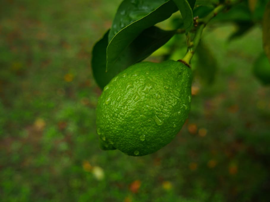 limón, verde, ramas, fruta, árbol, limón verde, naturaleza, limonero, limas, jardín