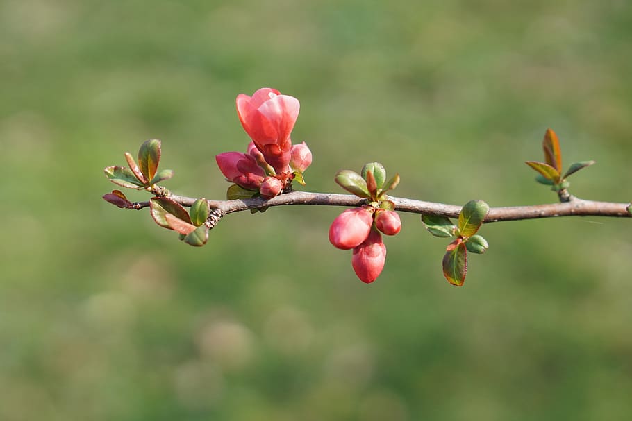 Early Flower видеозаписи