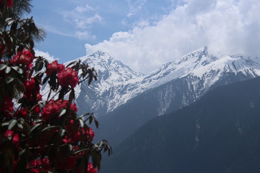 rojo, flores peladas, montaña, nepal, trekking, trekking nepal, trek, trekker, nieve, aventura