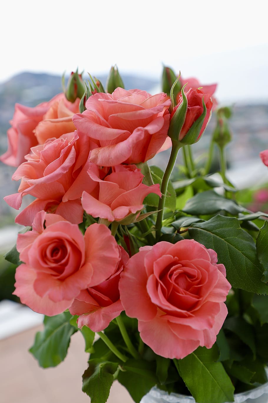 rosa, flores, verano, romántico, naturaleza, pétalos, flor, belleza en la naturaleza, planta floreciendo, planta