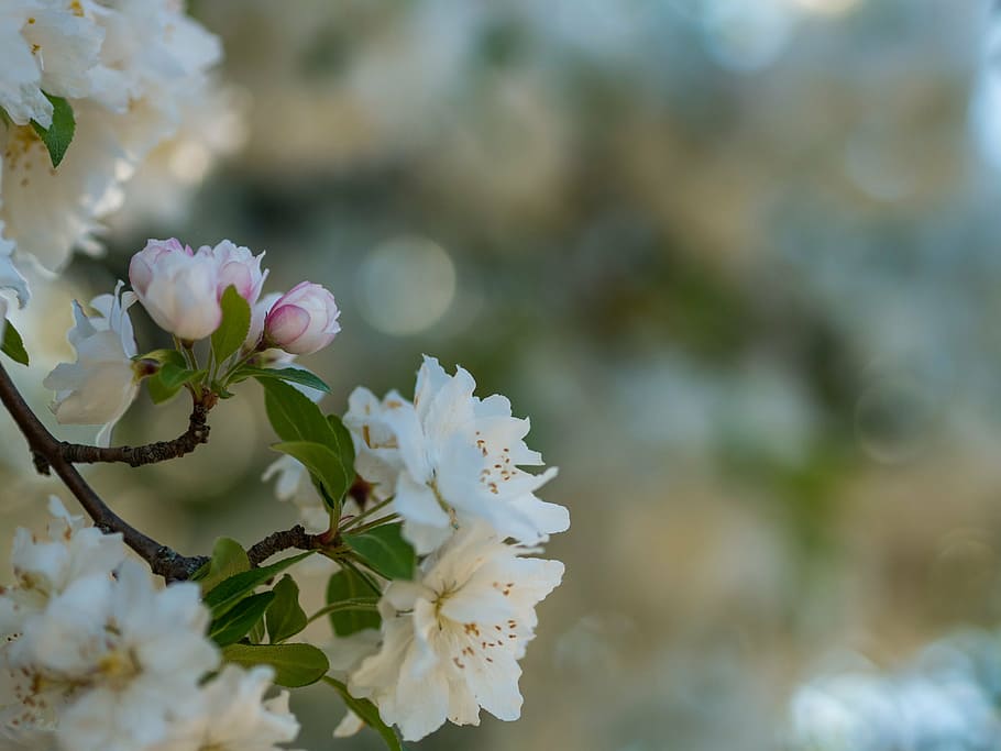selective, focus photography, white, flowering tree, nature, flowers, petals, bloom, bokeh, blur