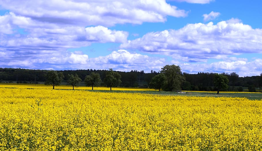 rapeseed, colza, canola, field, flowers, yellow, clouds, sky, trees, germany