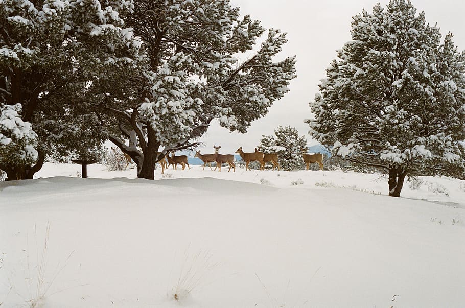 cervos, animais, neve, inverno, frio, árvores, colorado, árvore, temperatura fria, planta