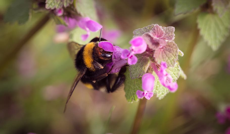 flower, bloom, petal, nature, plant, blur, bee, insect, animal themes, animal