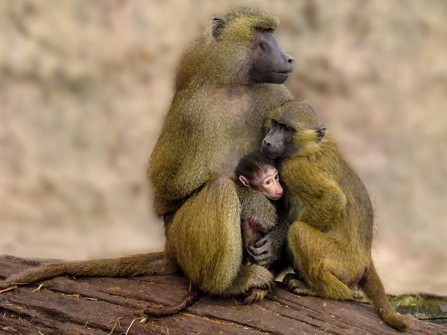 animal world, monkey, baboon, family, protection, mother and child, sphinx baboon, primate, baby, äffchen