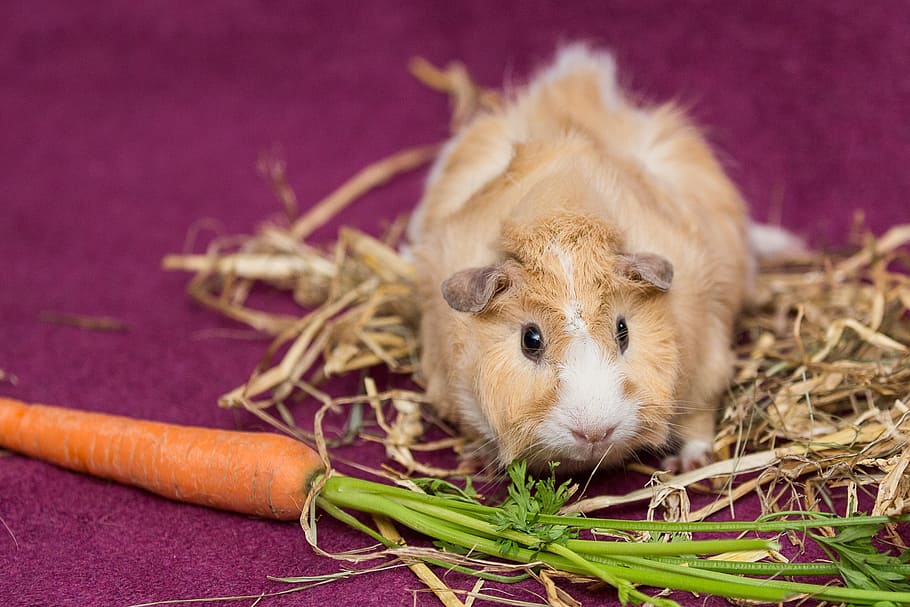 guinea pig, pet, nager, scorpionfish, rodent, rosette, animal, pets, one animal, animal themes