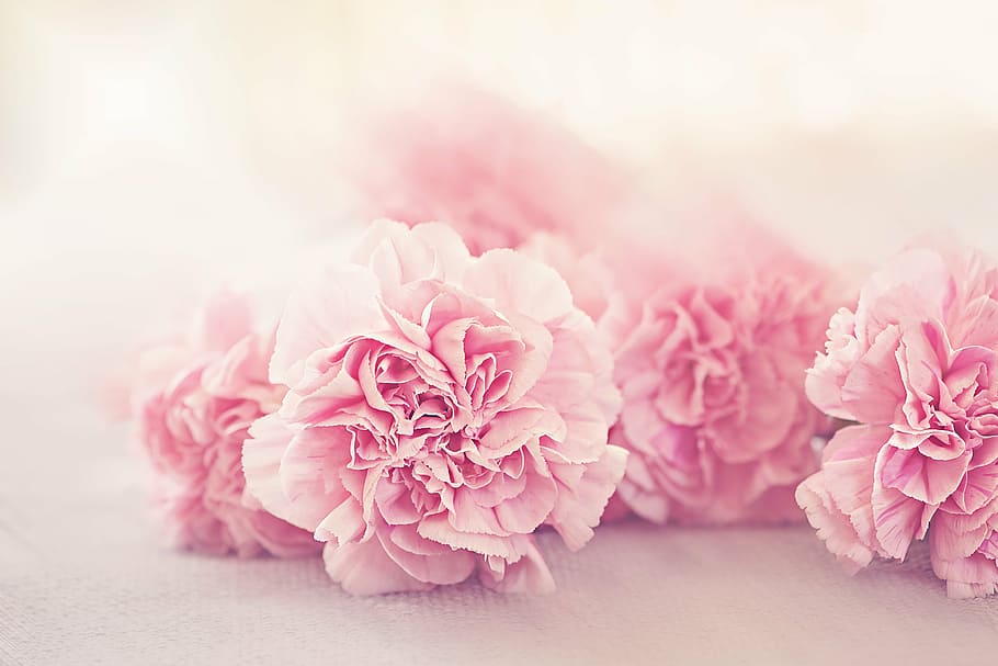 merah muda, bunga, putih, tekstil, cengkeh, kelopak, bunga merah muda, lembut, schnittblume, dekat