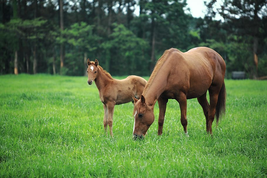 selective, focus, two, horse, grass field, selective focus, grass, field, jeju island, jejuma
