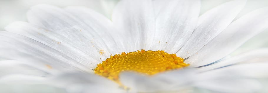 blanco, flor de la margarita, cerca, fotografía, crisantemo, flor, amarillo, naturaleza, planta, primavera