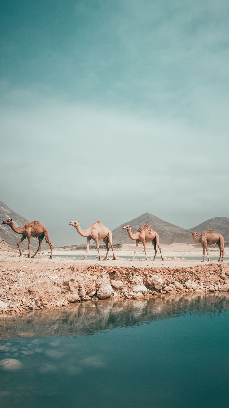 oman, salalah, str, camel, incense, arabia, desert, dry, sand, summer