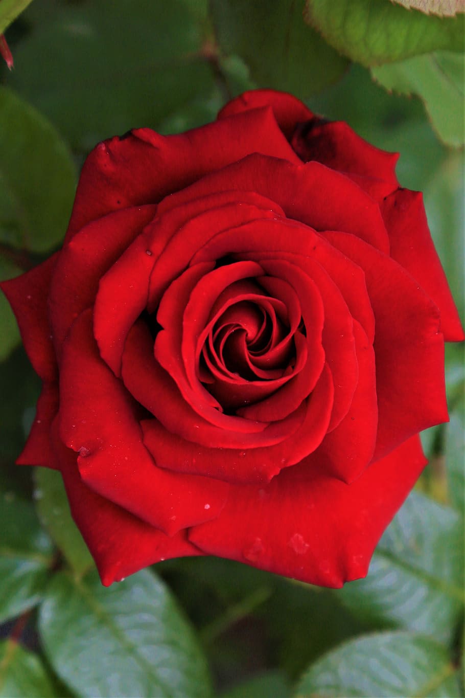 rose, red, spring, nature, plant, love, romantic, beautiful ...