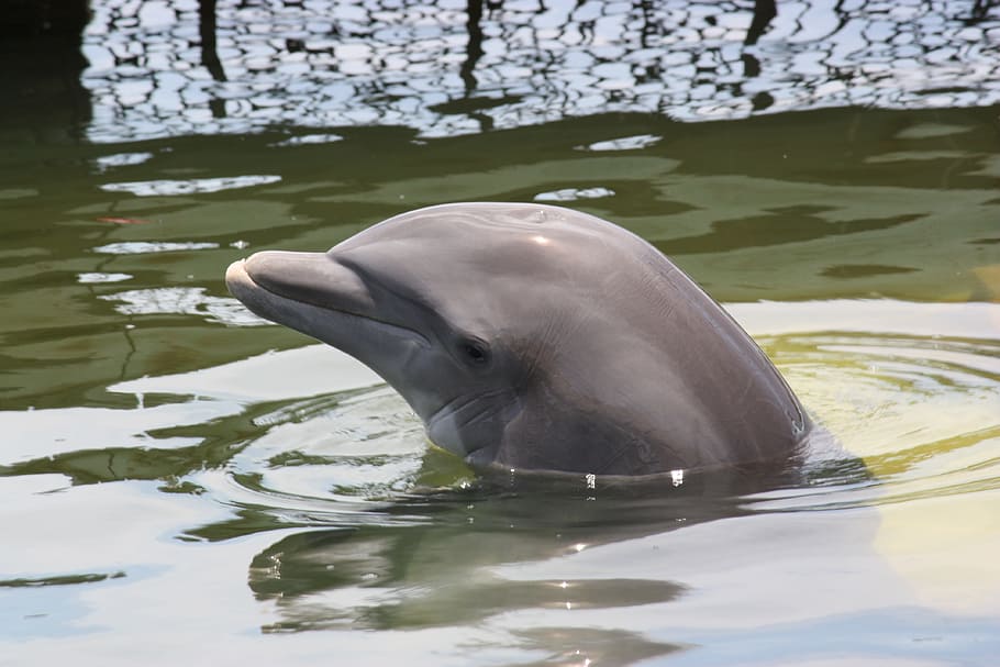 gris, delfín, sumergir, agua, tomada, durante el día, pinball, mamíferos marinos, temas animales, animal