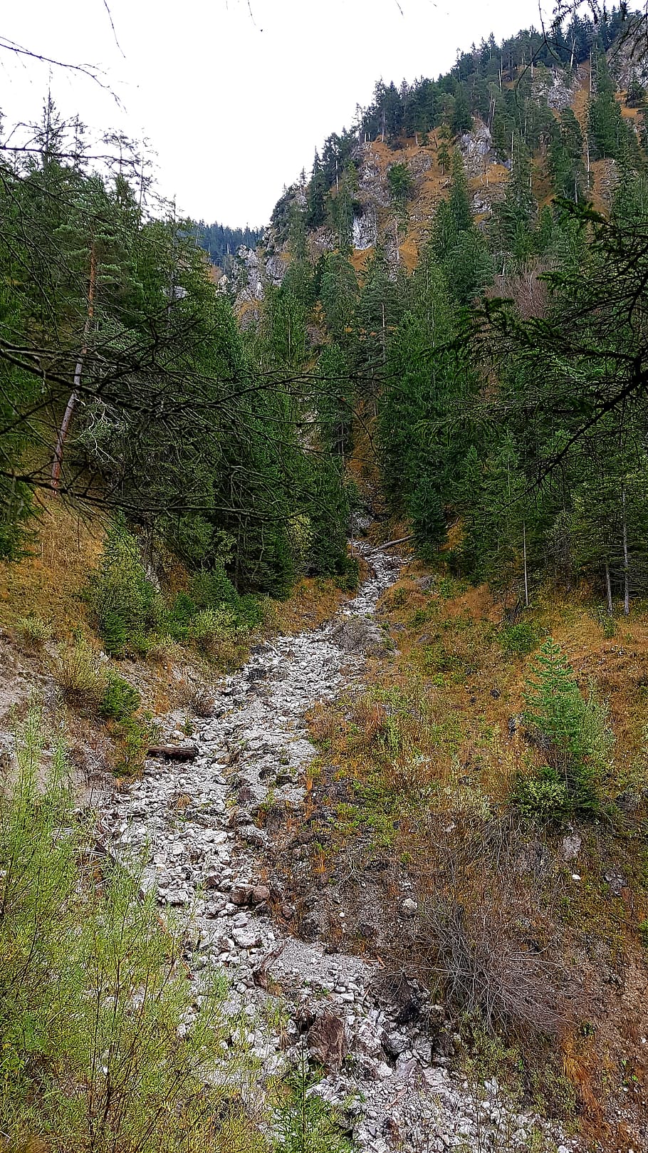 stream bed, dry, steep slope, forest, mountains, nature, green, mountainside, erosion, landscape
