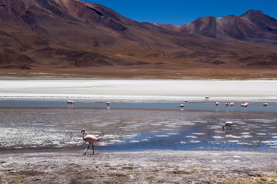 bolivia, salt, landscape, altiplano, arid, dry, heat, flamingo, bird, mountain