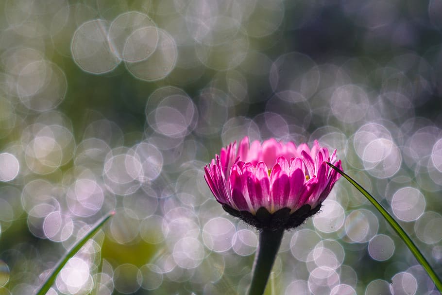 pink, white, chrysanthemum macro photography, spring, morning, bokeh, daisy, bellis perennis, macro, grass