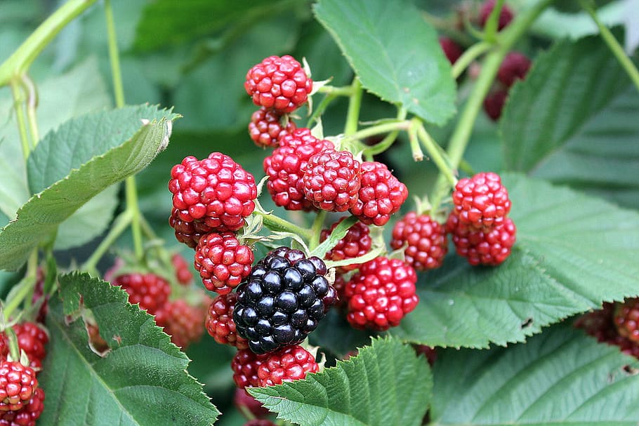blackberry, buah, semak, alam, buah hutan, berbuah, makan, makanan sehat, vitamin, buah kecil