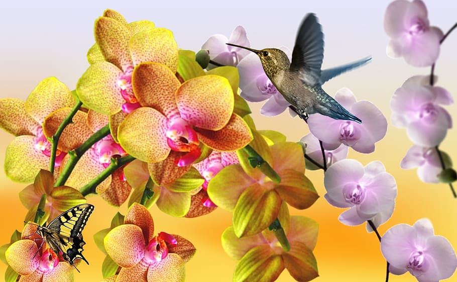 flying humming bird, yellow orchid, lilac orchid, orchid merged, white orchid, nature, spring, garden, botanist, flower