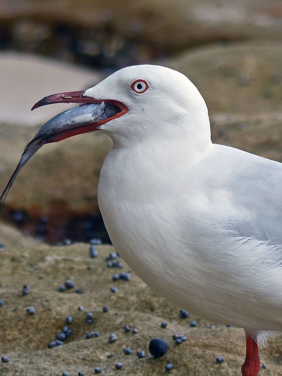 close, red-billed gull, bird, nature, sea, wildlife, animal, seashore, water, outdoors