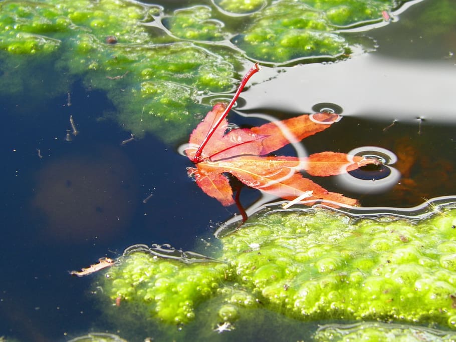 red, green, leaf, algae, nature, pond, fall, water, animal wildlife, animals in the wild